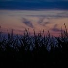 Das Maisfeld im Sonnenuntergang 