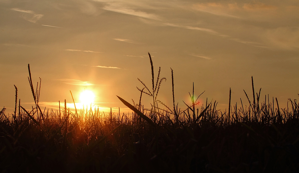 "Das Maisfeld und die Abendsonne"