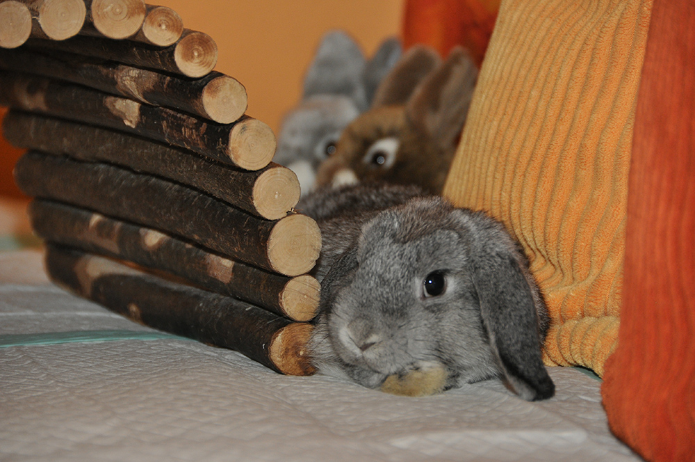 "Das man mir für die Couch Matten für Inkontinenz gekauft hat, verstehe ich nicht, Pipi ist toll!"