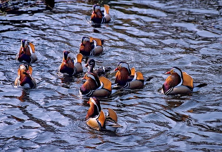 Das Mandarinenweibchen wird gejagd...