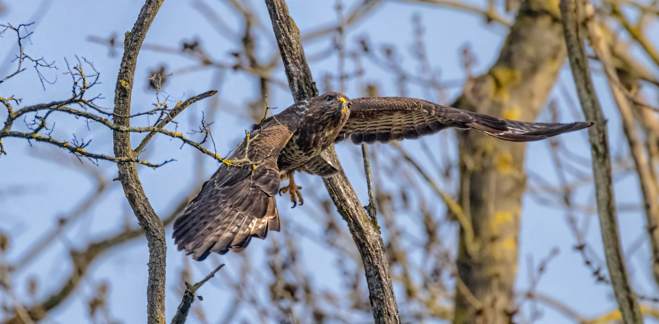 Das Manöver Foto & Bild bäume, natur, tiere Bilder auf