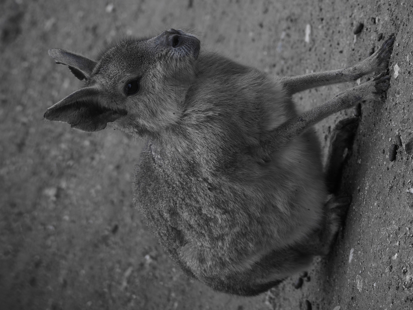 das Mara Foto & Bild tiere, zoo, wildpark & falknerei, säugetiere