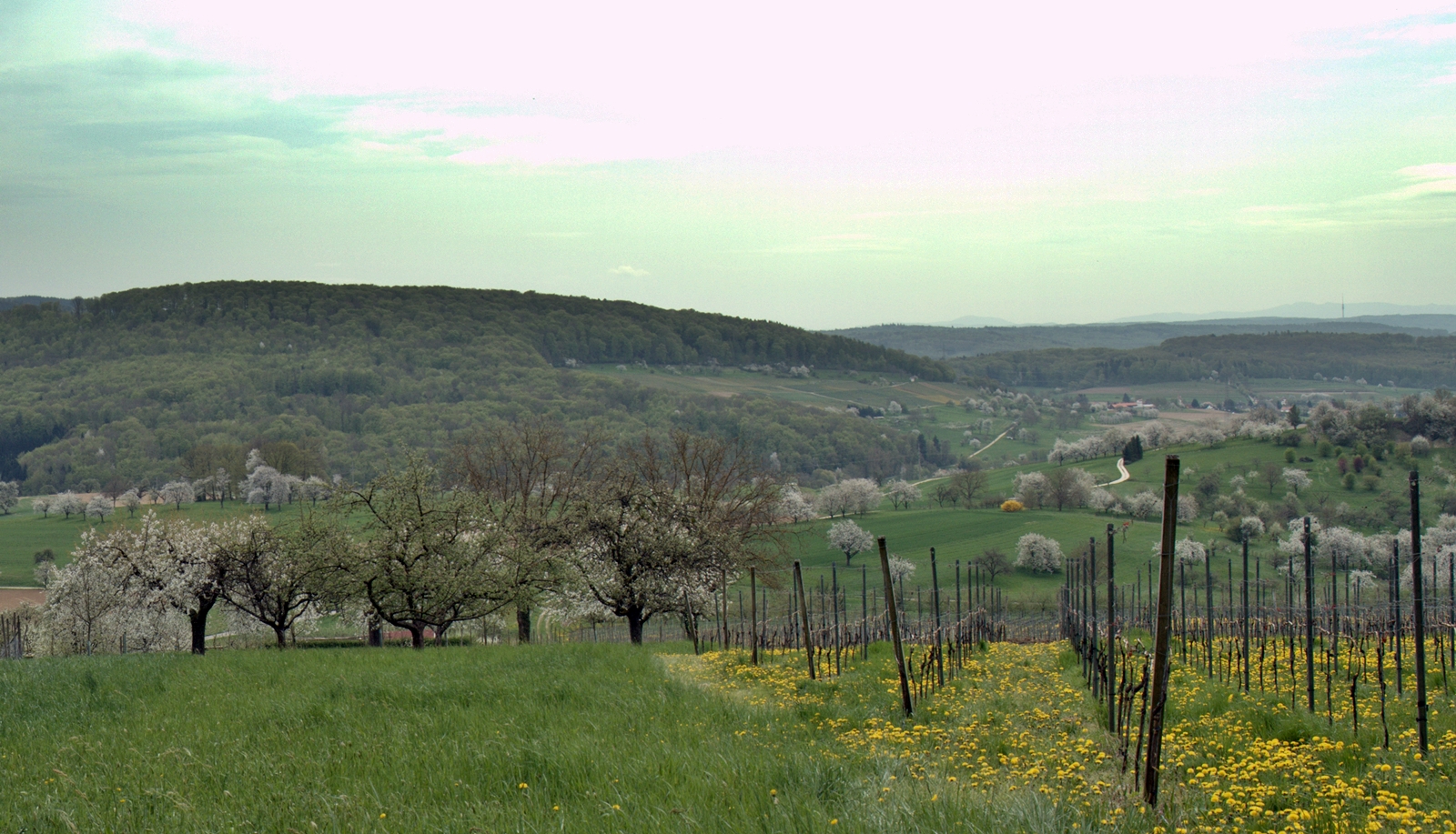 Das Markgräflerland ~~~ grau-bunt