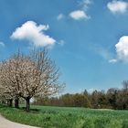 Das Markgräflerland ~~~ grün-weiss-blau