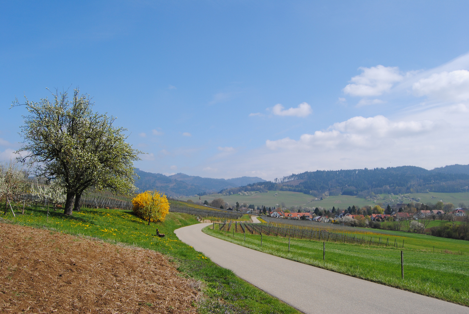 Das Markgräflerland im Frühling