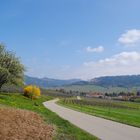 Das Markgräflerland im Frühling