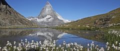 Das Matterhorn wollte "sein Wollgras" auch mal wieder zeigen...