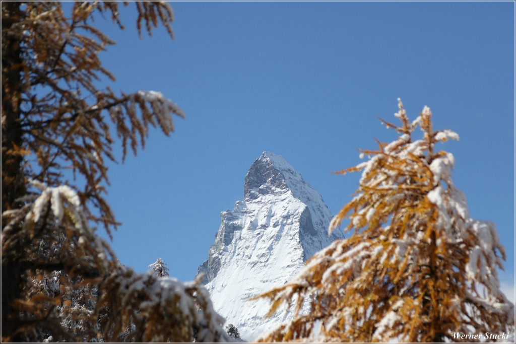 Das Matterhorn zwischen den leicht verschnieten Lärchen