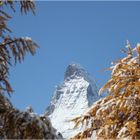 Das Matterhorn zwischen den leicht verschnieten Lärchen