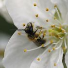 Das Mauerbienenmännchen hat voll den Durchblick 