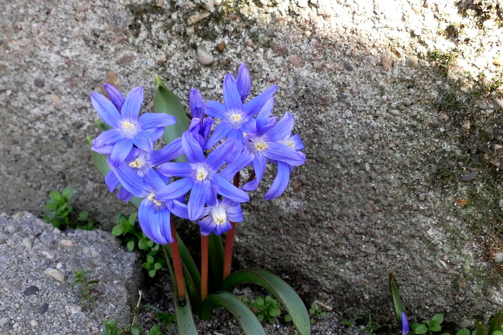 Das Mauerblümchen