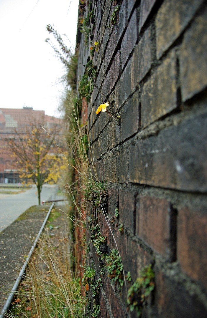 das Mauerblümchen