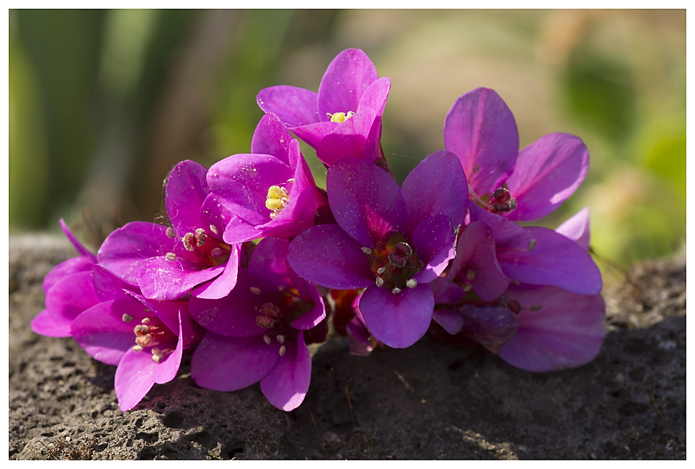 Das Mauerblümchen