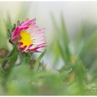 das Mauerblümchen auf der Krokuswiese