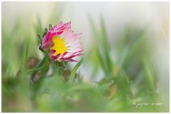 das Mauerblümchen auf der Krokuswiese