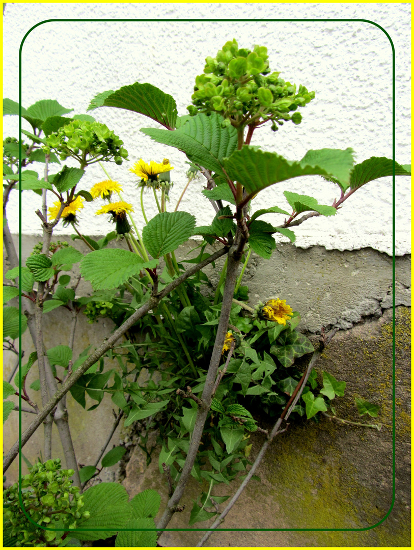 Das Mauerblümchen