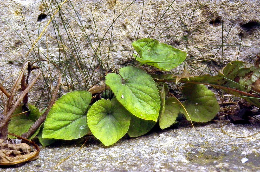 Das Mauerblümchen