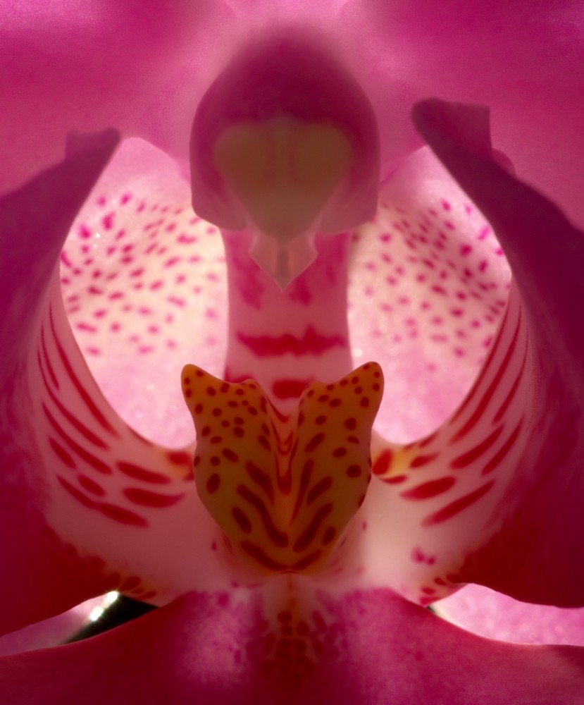 Das Maul der Orchidee (reloaded)