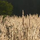 ..."das Meer" - als es noch im Oktober war