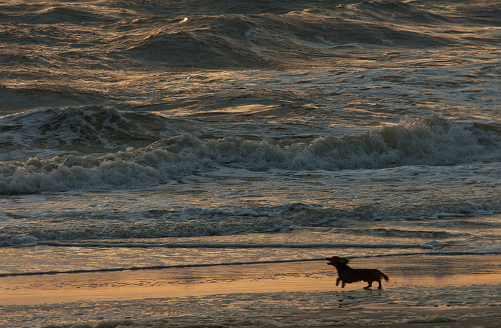 Das Meer anbellen