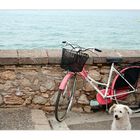 Das Meer, das Fahrrad und der Hund