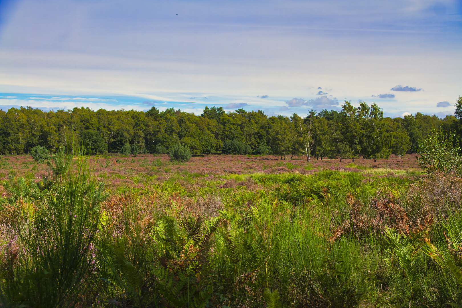 Das Meer der Roten Heide