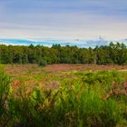 Das Meer der Roten Heide