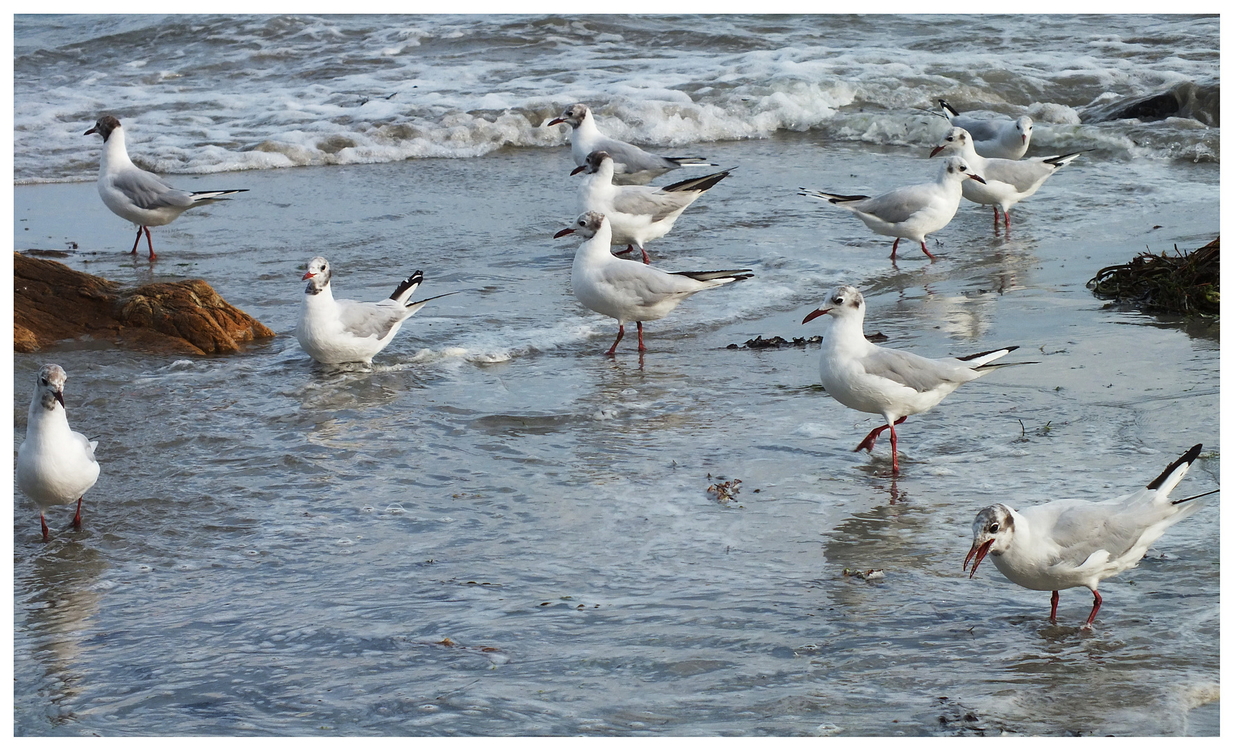 Das Meer, die Möwen ...