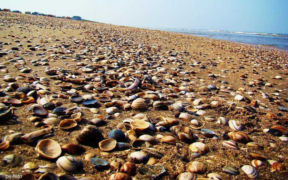 Das Meer, Muscheln?