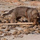 Das Meer spült wundeschöne Stöckchen an den Strand ...