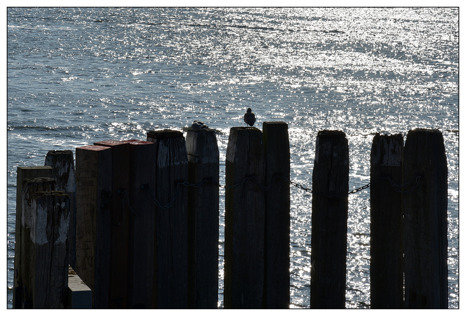 Das Meer und die Möwe