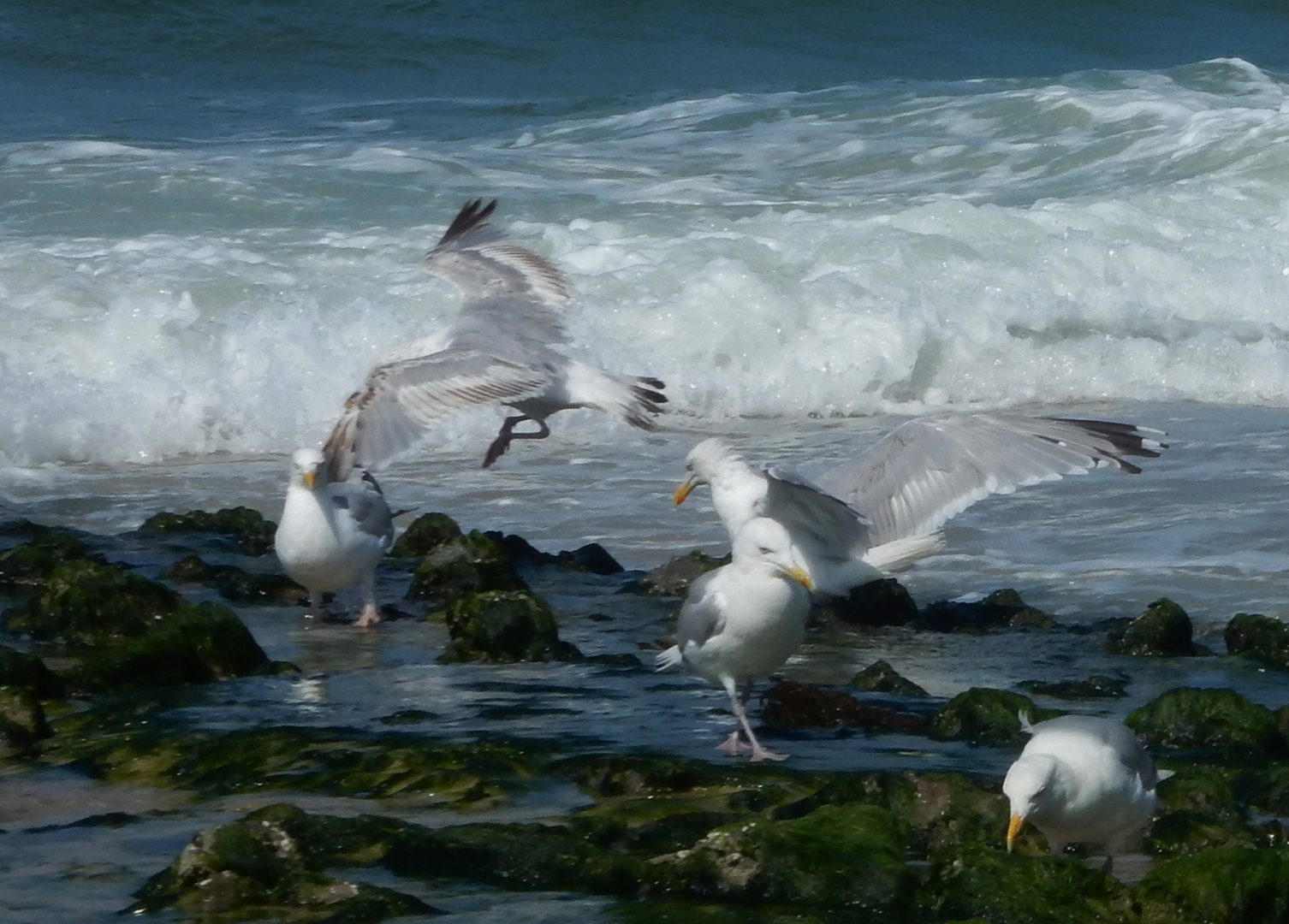 das Meer und die Möwen ... Foto & Bild | natur, landschaft ...