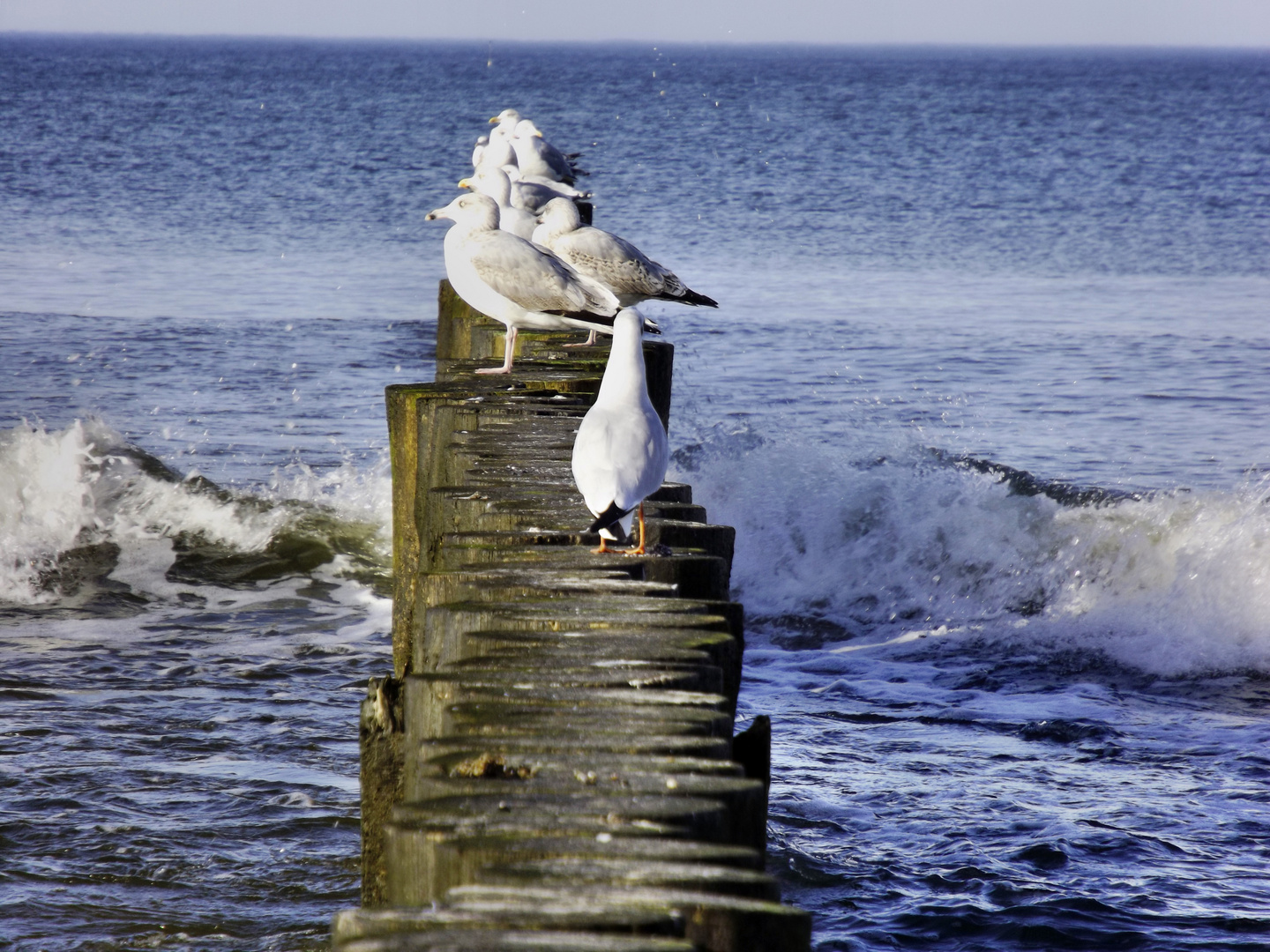 Das Meer und die Möwen