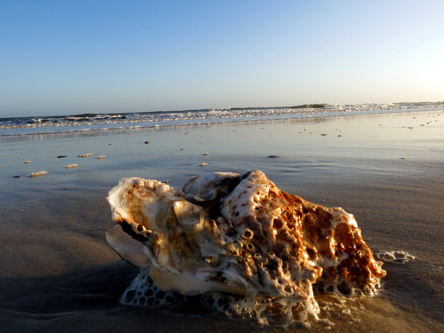 Das Meer und die Muscheln - Amrum