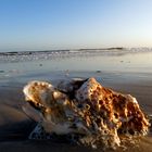 Das Meer und die Muscheln - Amrum