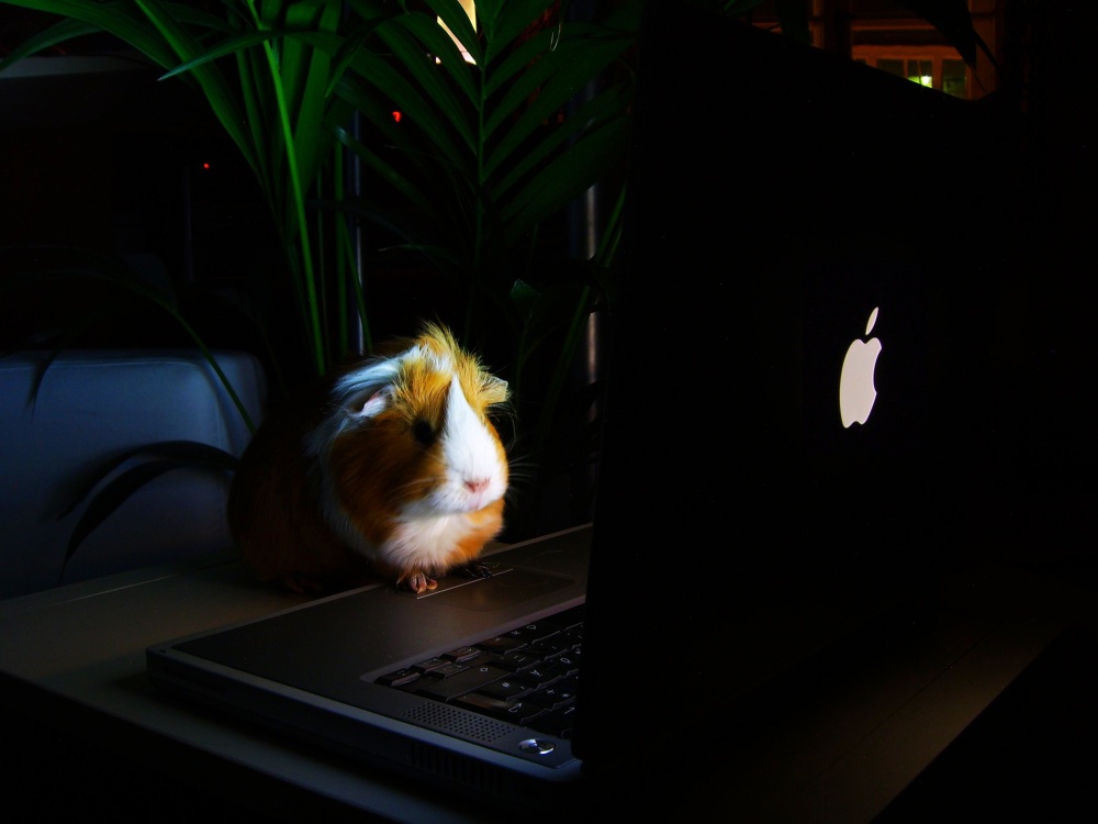 Das Meerschwein am Computer...