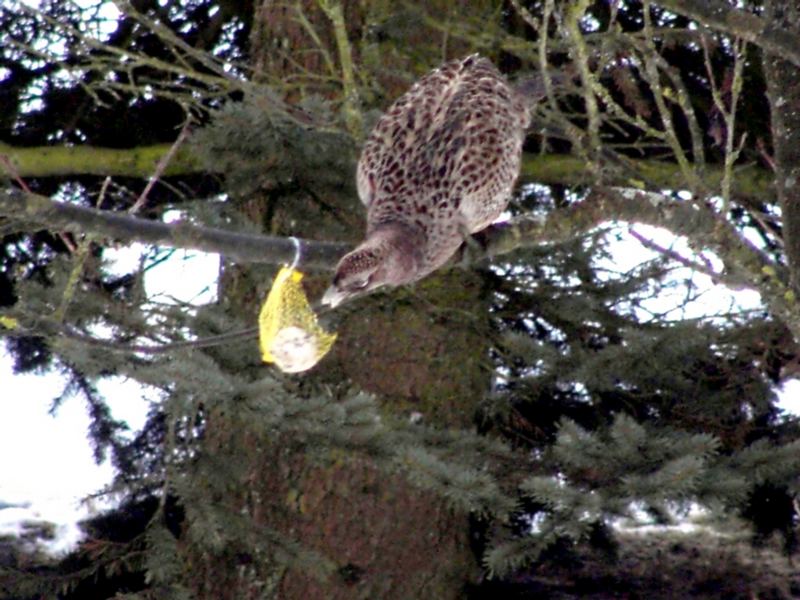 Das Meisenknödelhuhn