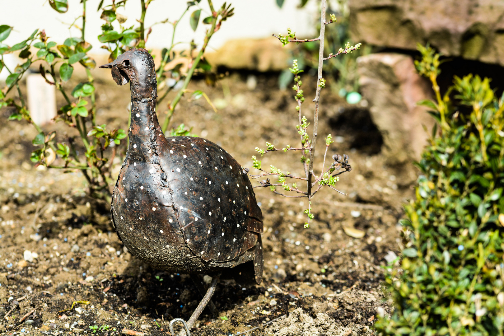 das metallische Perlhuhn hat eine gute Tarnfarbe