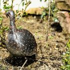 das metallische Perlhuhn hat eine gute Tarnfarbe