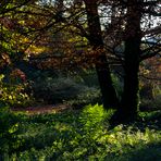 Das milde Licht des Herbstes