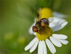 Das milde Wetter lockte noch so manche Insekten ...