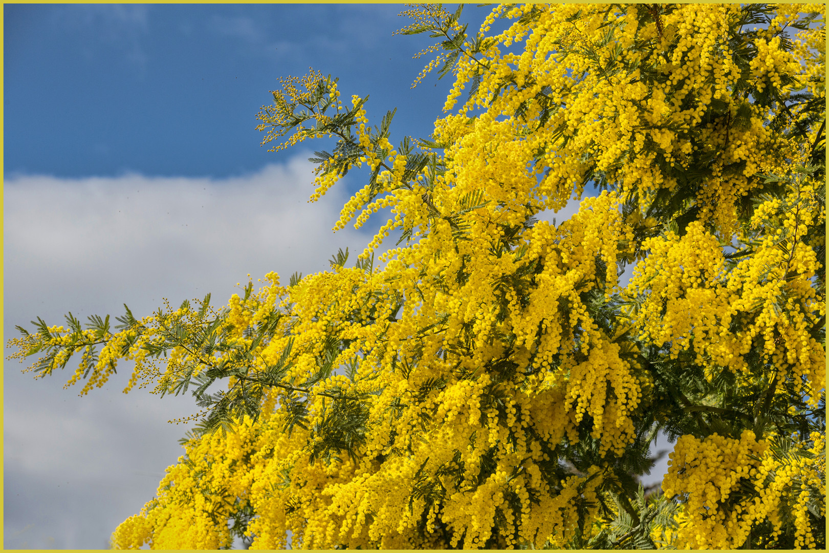 das Mimosen-Gelb beleuchtet jetzt die Landschaft...