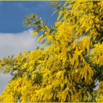 das Mimosen-Gelb beleuchtet jetzt die Landschaft...