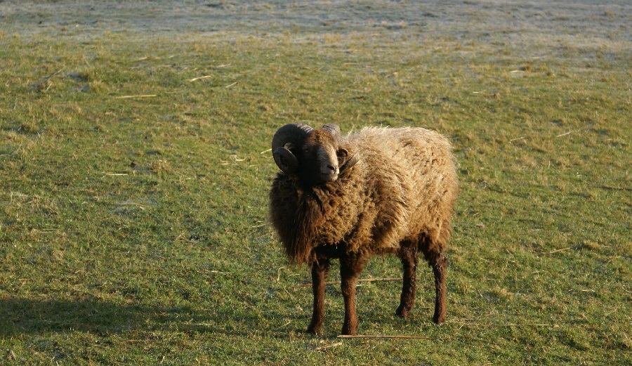 Das Mini Schaf Klausi