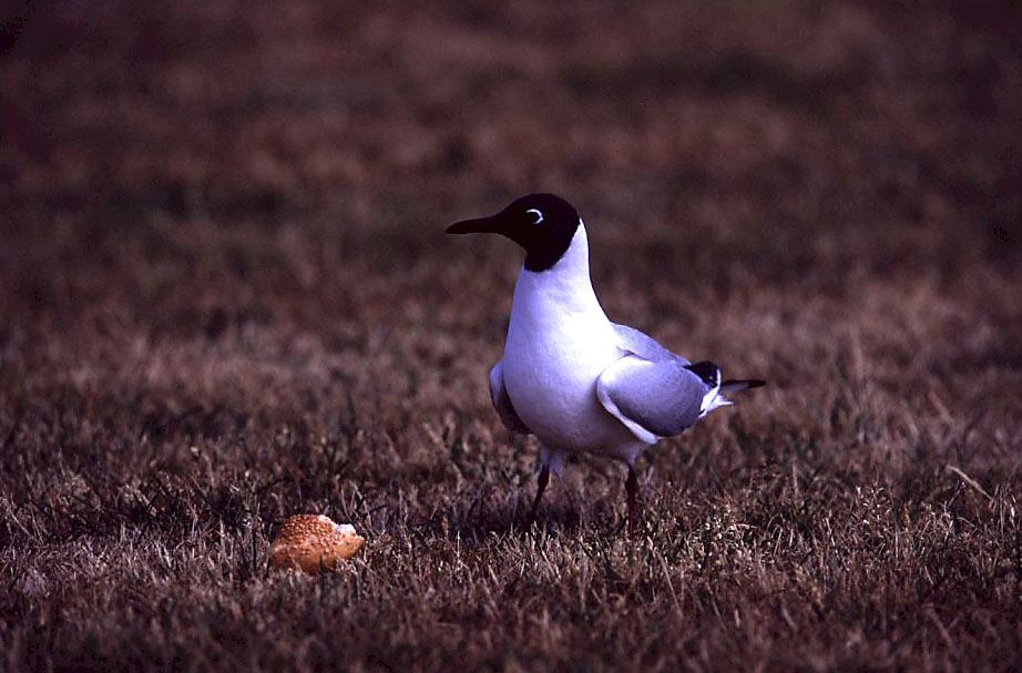 Das mir keiner an mein Frühstück geht.... by Jürgen Merkes