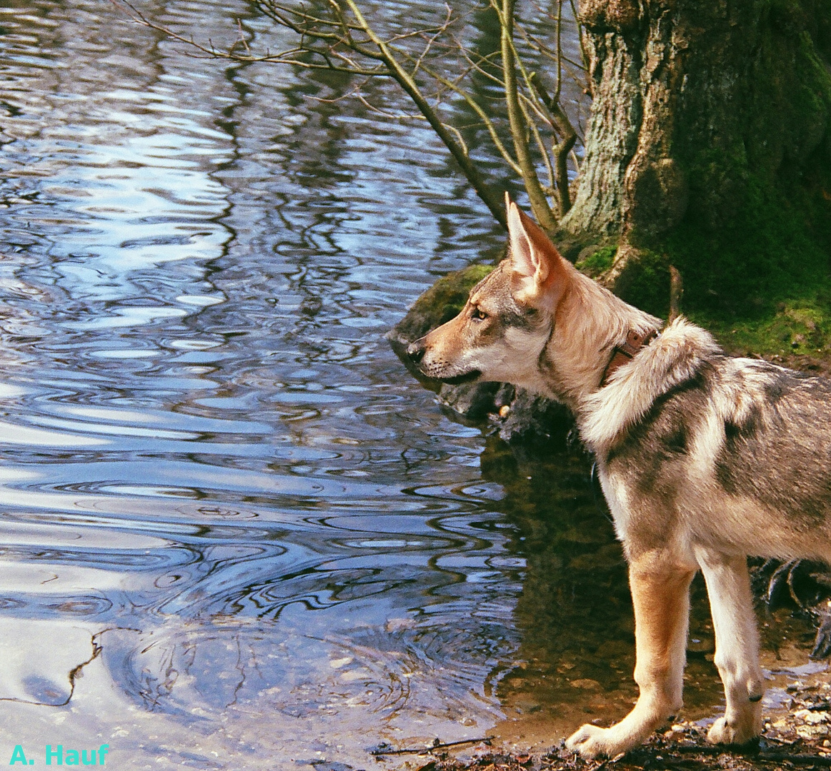 Das mir mein Hund das Liebste sei ....