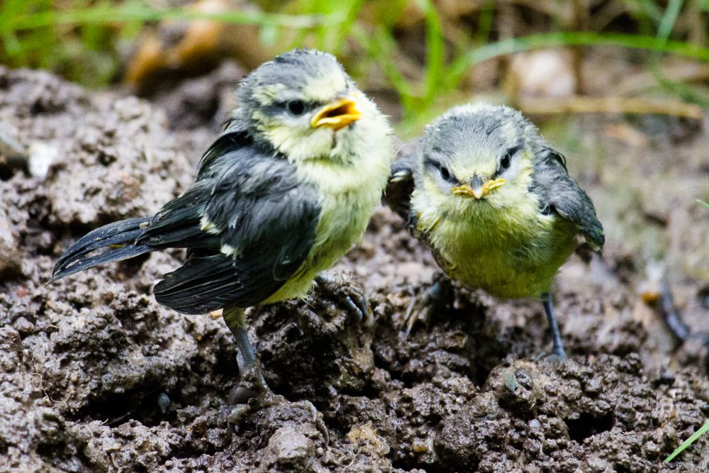 das mit dem Fliegen müssen wir noch üben