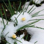 Das mit dem Schnee ist doch nur Spaß