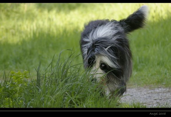 Das mit dem Stöckchen werfen...