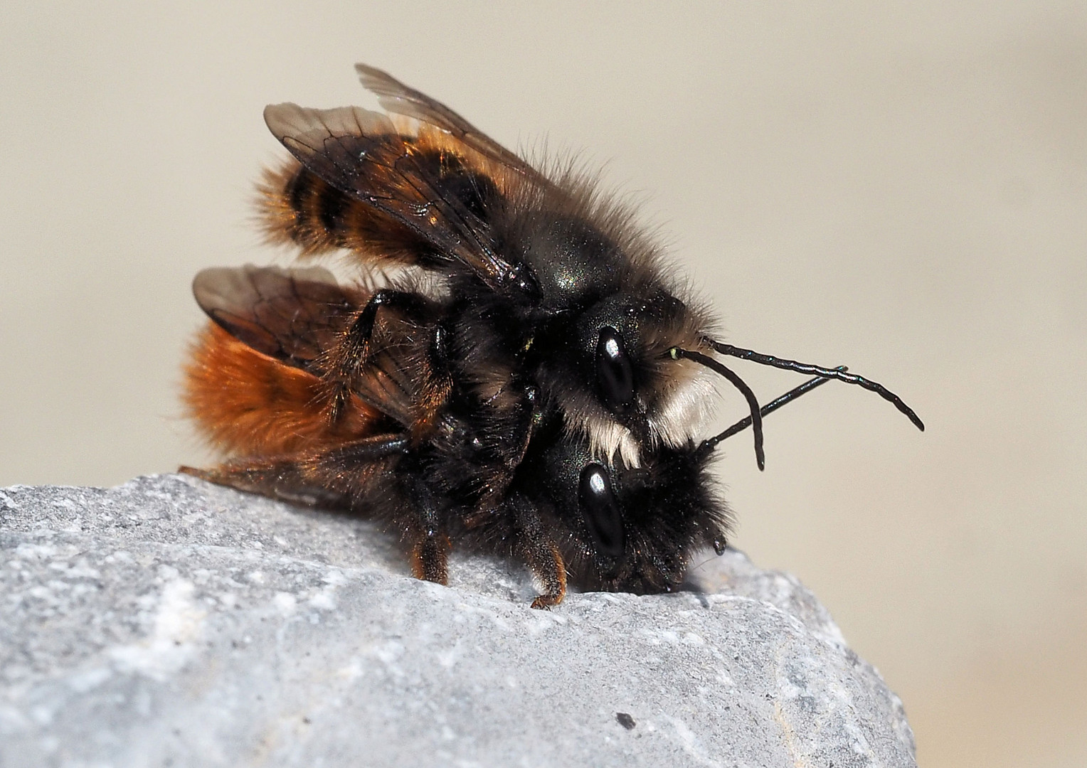 Das mit den Bienen und den Blumen stimmt gar nicht … 